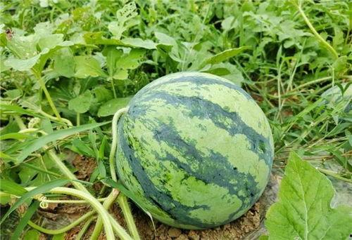 吃瓜最新新瓜,神秘恋情曝光，明星夫妻疑陷婚变风波