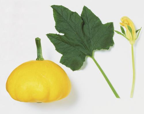 吃树瓜叶,绿色天然，营养满溢的绿色盛宴