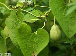 怎样吃地梢瓜最好,地梢瓜的最佳食用方法揭秘
