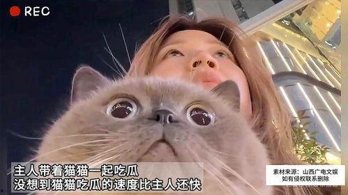 无乐吃瓜猫,揭秘网络红人的幕后故事