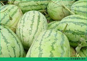 早晨可以吃瓜,探索早晨吃瓜的养生之道