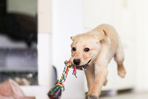 狗吃茭瓜以后吐,狗狗误食茭瓜后的呕吐之谜